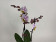 Phalaenopsis Carola (2-3 Rispen)