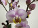 Phalaenopsis Carola (2-3 Rispen)