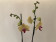 Phalaenopsis Golden Splash (2 Rispen)