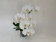 Phalaenopsis amabilis 'aphrodite' (2 Rispen)