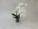 Phalaenopsis amabilis 'aphrodite' (2 Rispen)