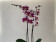 Phalaenopsis Barcelona (2 Rispen)
