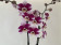 Phalaenopsis Barcelona (2 Rispen)