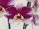 Phalaenopsis Barcelona (2 Rispen)