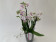 Phalaenopsis Blossom Bliss (3-4 Rispen)