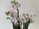 Phalaenopsis Blossom Bliss (3-4 Rispen)