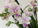 Phalaenopsis Blossom Bliss (3-4 Rispen)