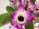 Dendrobium Sunny Eyes (2 Rispen)
