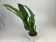 Brassia-Sortiment (keiliana, maculata, verrucosa)