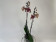 Phalaenopsis Chocolate 'Kizz' (2 Rispen)