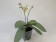 Phalaenopsis stuartiana puntatissima x mannii 'Dark' (1-2 Rispen)