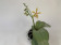 Phalaenopsis stuartiana puntatissima x mannii 'Dark' (1-2 Rispen)