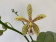 Phalaenopsis stuartiana puntatissima x mannii 'Dark' (1-2 Rispen)