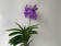 Vanda Violet Chess (in Knospe / Blüte)
