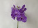 Vanda Violet Chess (in Knospe / Blüte)