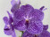 Vanda Violet Chess (in Knospe / Blüte)
