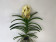 Vanda Yellow Henna (in Knospe/Blüte)