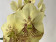 Vanda Yellow Henna (in Knospe/Blüte)