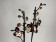 Phalaenopsis Tinker Bell Triple lip' (2 Rispen)