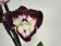 Phalaenopsis Tinker Bell Triple lip' (2 Rispen)