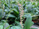 Stelis purpurascens (1-2 Stiele)