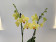 Phalaenopsis Inti Sun (2 Rispen)