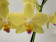Phalaenopsis Inti Sun (2 Rispen)