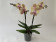 Phalaenopsis My Monroe 'Rainbow' (2 Rispen)