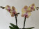 Phalaenopsis My Monroe 'Rainbow' (2 Rispen)