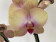 Phalaenopsis My Monroe 'Rainbow' (2 Rispen)