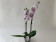 Phalaenopsis Leopard Prince Reverse 'Big Lip' (2 Rispen)
