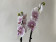 Phalaenopsis Leopard Prince Reverse 'Big Lip' (2 Rispen)