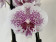 Phalaenopsis Leopard Prince Reverse 'Big Lip' (2 Rispen)