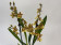 Colmanara Honey Bee (2 Rispen)
