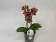 Phalaenopsis Sogo Lawrence 'Triple lip' (2 Rispen)