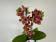 Phalaenopsis Sogo Lawrence 'Triple lip' (2 Rispen)