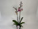 Phalaenopsis Golden Art (2 Rispen)