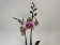Phalaenopsis Golden Art (2 Rispen)