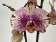 Phalaenopsis Golden Art (2 Rispen)