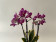 Phalaenopsis Hornglin Vicky variegata 'Peloric' (3-4 Rispen)