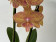 Phalaenopsis Apollo 'Big lip' (2 Rispen)