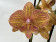 Phalaenopsis Apollo 'Big lip' (2 Rispen)