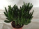 Crassula