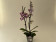 Phalaenopsis Rain Drop 'Kizz' (2 Rispen)