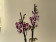Phalaenopsis Rain Drop 'Kizz' (2 Rispen)