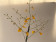 Oncidium Gower Ramsey 'Sunkist' (1 Rispe, verzweigt)