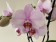 Phalaenopsis My Monroe 'Lipstick' (2 Rispen)