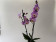 Phalaenopsis Peach Blossom (2 Rispen)