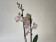 Phalaenopsis Venetian Carneval (2 Rispen)