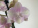 Phalaenopsis Venetian Carneval (2 Rispen)